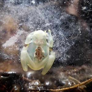 Electric City - Glass Frog, Hyalinobatrachium valerioi