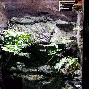 Electric City - Vietnamese Mossy Frog, Theloderma corticale