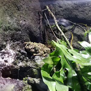 Electric City - Vietnamese Mossy Frog, Theloderma corticale