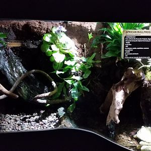 Electric City - African Bullfrog, Pyxicephalus adspersus