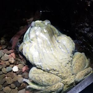 Electric City - African Bullfrog, Pyxicephalus adspersus