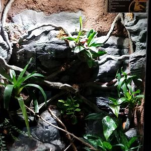 Electric City - Eyelash Viper, Bothriechis schlegelli