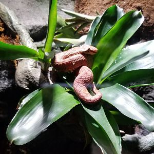 Electric City - Eyelash Viper, Bothriechis schlegelli