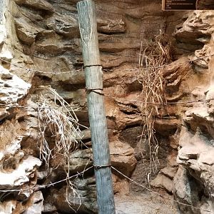 Electric City - Black-tailed Rattlesnake, Crotalus molossus