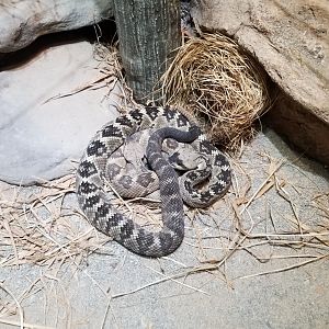 Electric City - Black-tailed Rattlesnake, Crotalus molossus
