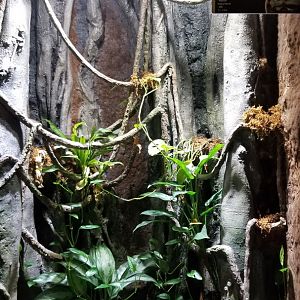 Electric City - Rhino Viper, Bitis nasicornis