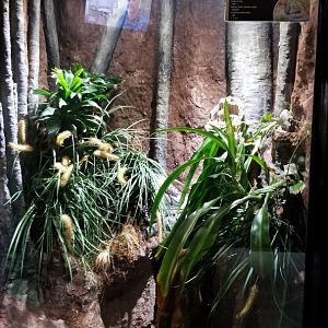 Electric City - Black & White Spitting Cobra, Naja siamensis