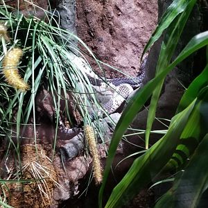 Electric City - Black & White Spitting Cobra, Naja siamensis