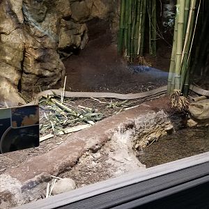 Electric City - King Cobra, Ophiophagus hannah