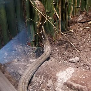 Electric City - King Cobra, Ophiophagus hannah