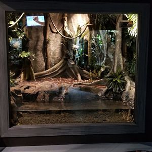 Electric City - Yellow Anaconda, Eunectes notaeus