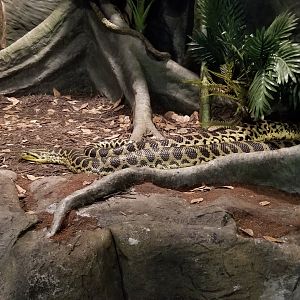 Electric City - Yellow Anaconda, Eunectes notaeus
