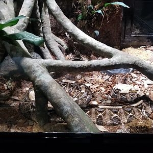 Electric City - Gaboon Viper, Bitis gabonica