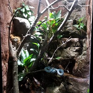 Electric City - Komodo Island Pit Viper, Trimeresurus insularis