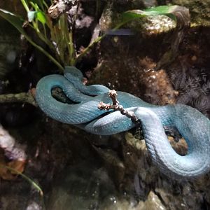 Electric City - Komodo Island Pit Viper, Trimeresurus insularis