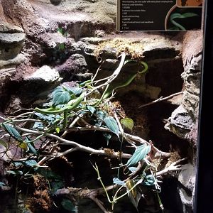 Electric City - Asian Vine Snake, Ahaetulla prasina