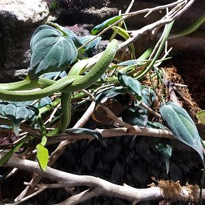 Electric City - Asian Vine Snake, Ahaetulla prasina