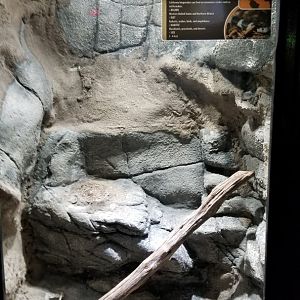 Electric City - California Kingsnake