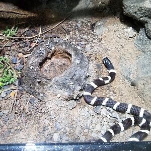 Electric City - California Kingsnake