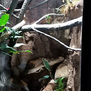 Electric City - Carpet Python, Morella silota