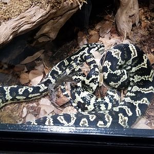 Electric City - Carpet Python, Morella silota