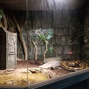 Electric City - Reticulated Python, Python reticulatus