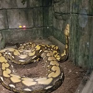 Electric City - Reticulated Python, Python reticulatus