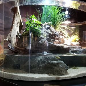 Electric City - Turtles