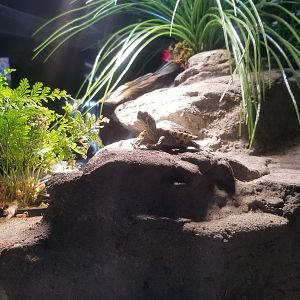 Electric City - Turtles