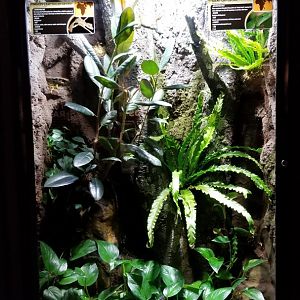 Electric City - Giant Day Gecko Phelsuma grandis, Mossy Leaf-tailed Gecko Uroplatus sameiti