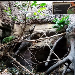 Electric City - Jackson’s Chameleon, Chamaeleo jacksonii