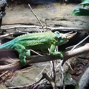 Electric City - Jackson’s Chameleon, Chamaeleo jacksonii