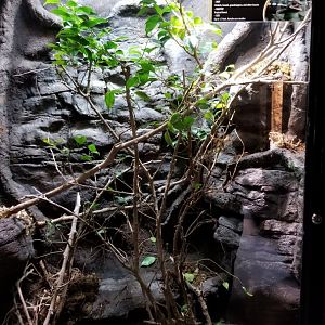 Electric City - Panther Chameleon, Furcifer pardalis