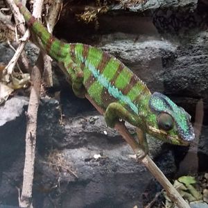 Electric City - Panther Chameleon, Furcifer pardalis