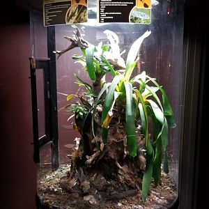 Electric City - Yellow Headed Gecko Gonatodes albogularis, Mexican Alligator Lizard Abronia graminea