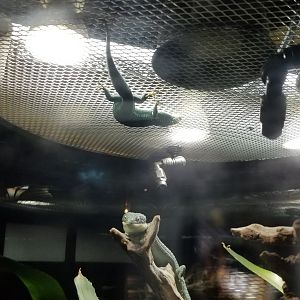 Electric City - Mexican Alligator Lizards, Abronia graminea