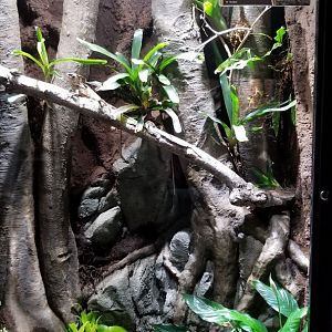 Electric City - Helmeted Iguana, Corytophanes cristatus