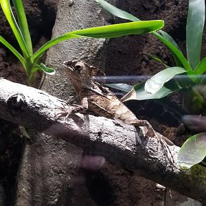 Electric City - Helmeted Iguana, Corytophanes cristatus