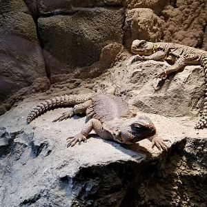Electric City - Saharan Uromastyx, Uromastyx geyri