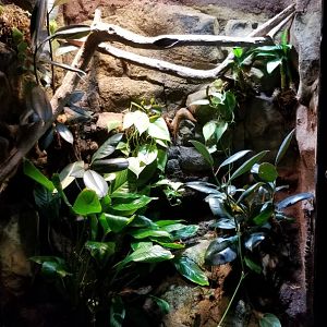 Electric City - Crested Gecko, Correlophus ciliatus