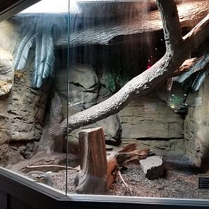 Electric City - Asian Water Monitor, Varanus salvator