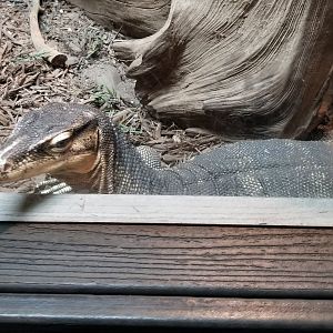 Electric City - Asian Water Monitor, Varanus salvator