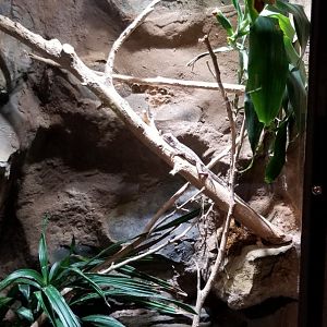 Electric City - Frilled Dragon, Chlamydosaurus kingii