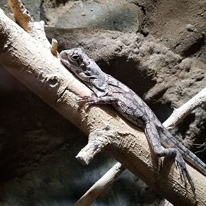 Electric City - Frilled Dragon, Chlamydosaurus kingii