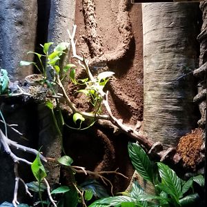 Electric City - Cuban Knight Anole, Anolis equestris