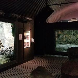 Electric City - Crocodile room