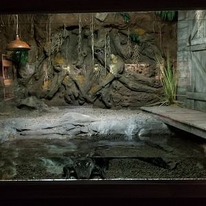 Electric City - American Alligator, Alligator mississippinesis