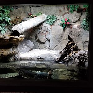 Electric City - Morelet’s Crocodile, Crocodylus moreletii