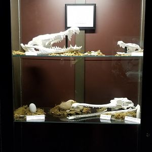 Electric City - fake skull display