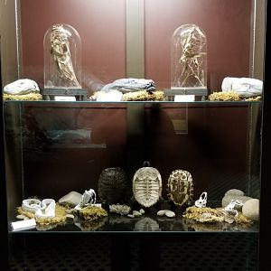 Electric City - fake skulls, shells, etc display